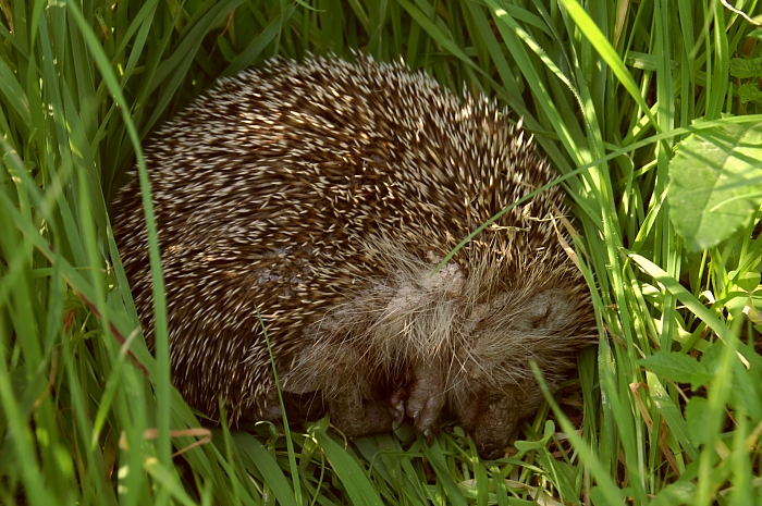 PICT1602 small hedgehog kalyves.jpg - 326954 Bytes